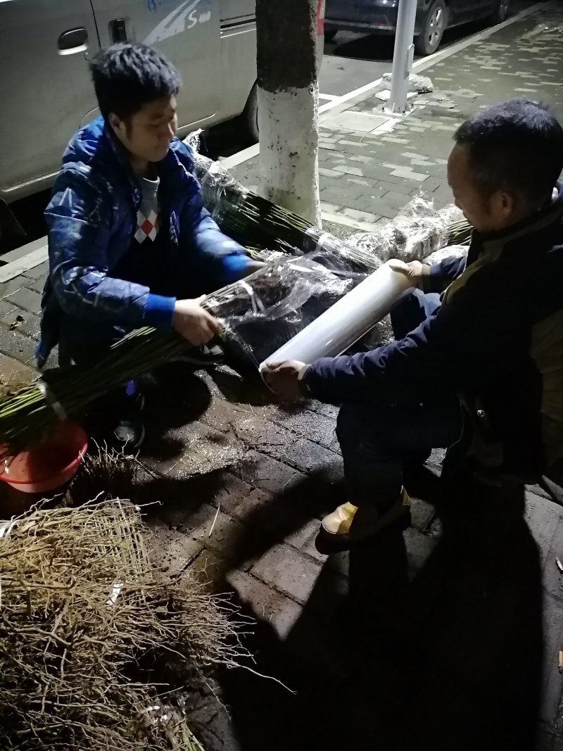 油桐苗打包发货，买油桐树苗请选择重庆俊尧专业油桐培育公司