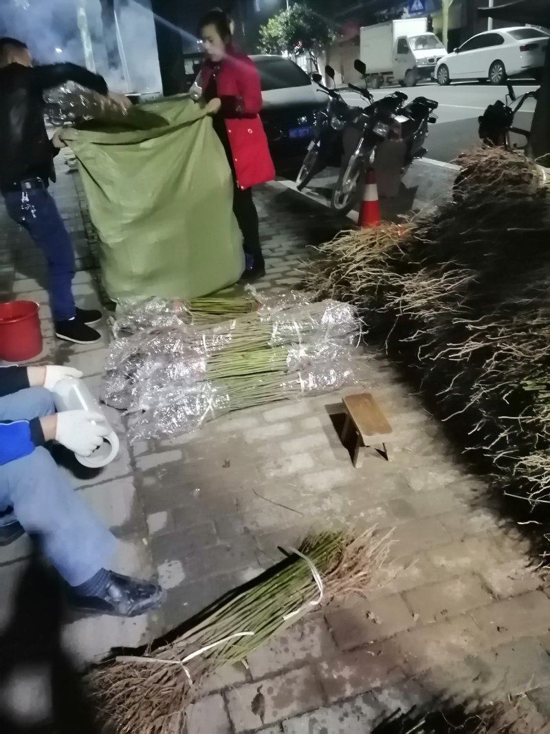 油桐苗打包发货，买油桐树苗请选择重庆俊尧专业油桐培育公司