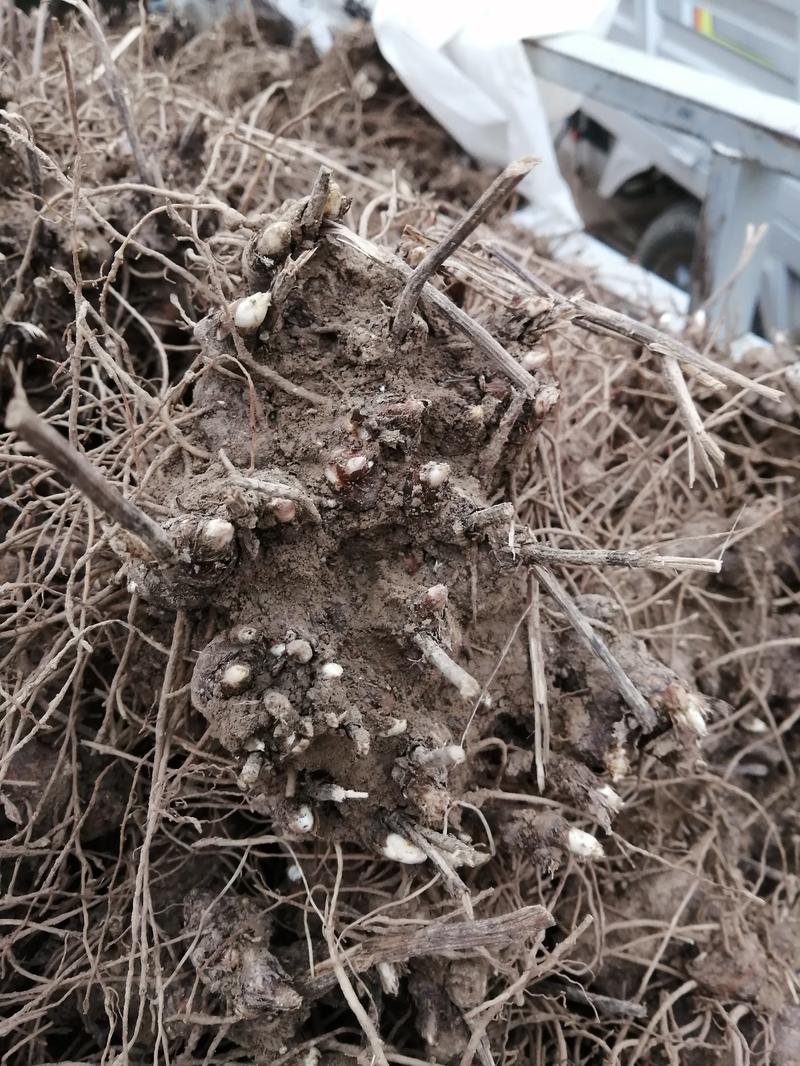 苍术芽，块茎繁殖，两年收，可套种提供技术管理包回收！