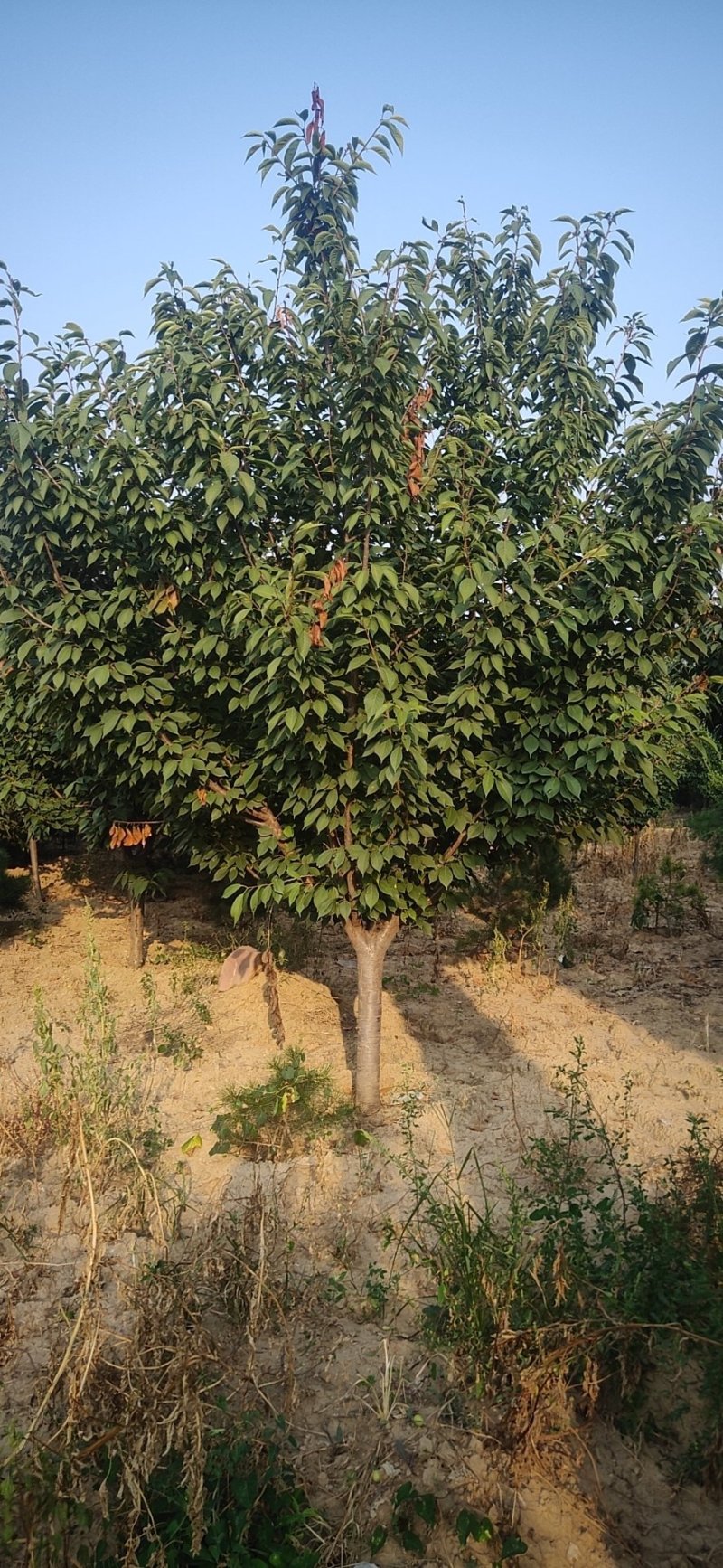 樱花