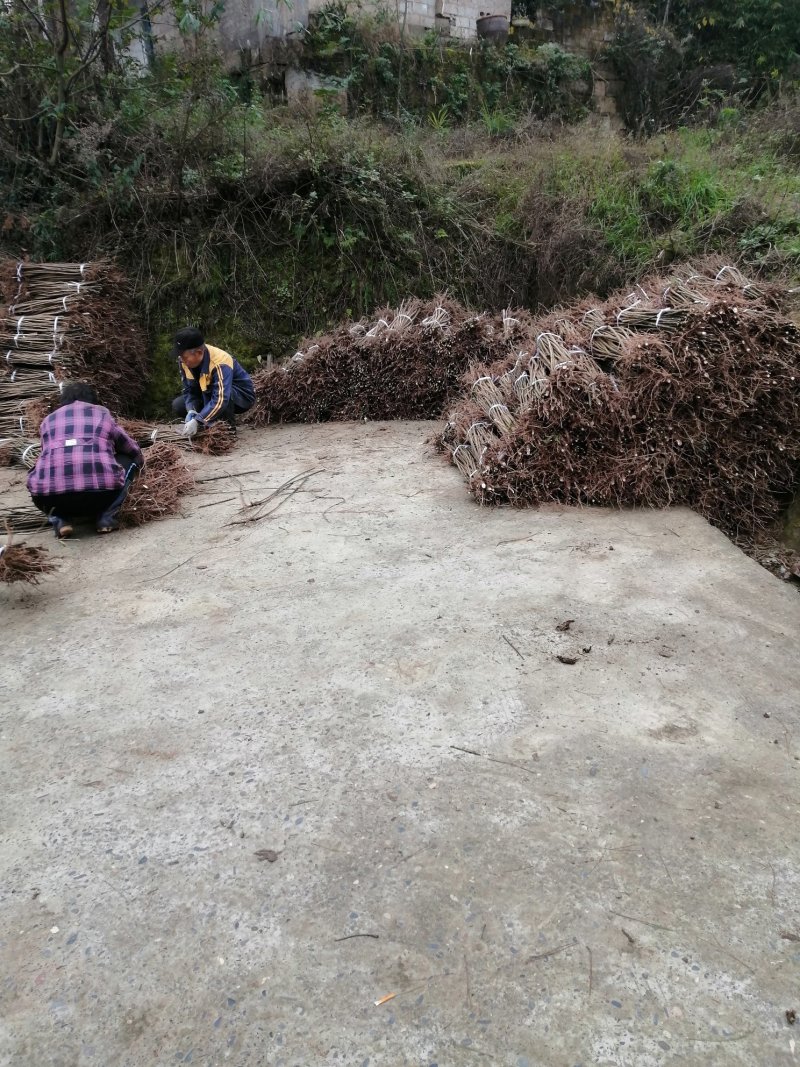油桐批发采购基地，买油桐苗请选择重庆俊尧专业油桐培育公司