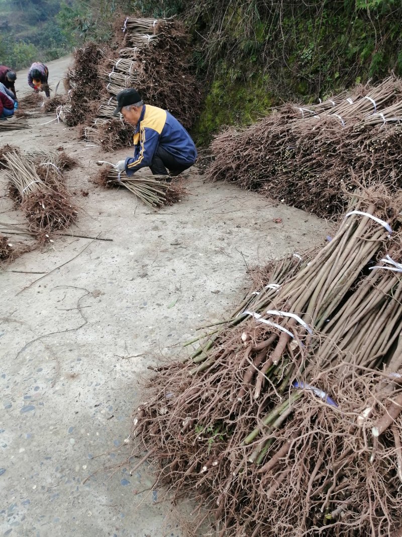 油桐批发采购基地，买油桐苗请选择重庆俊尧专业油桐培育公司