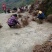 油桐批发采购基地，买油桐苗请选择重庆俊尧专业油桐培育公司
