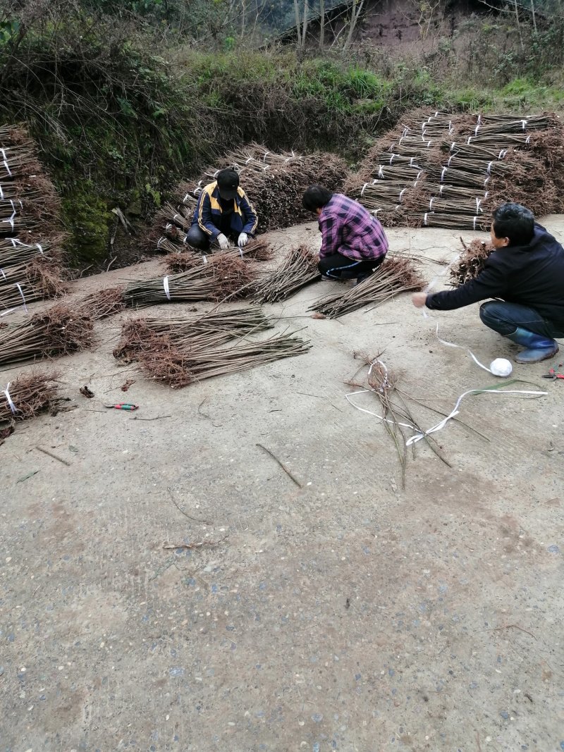 油桐批发采购基地，买油桐苗请选择重庆俊尧专业油桐培育公司