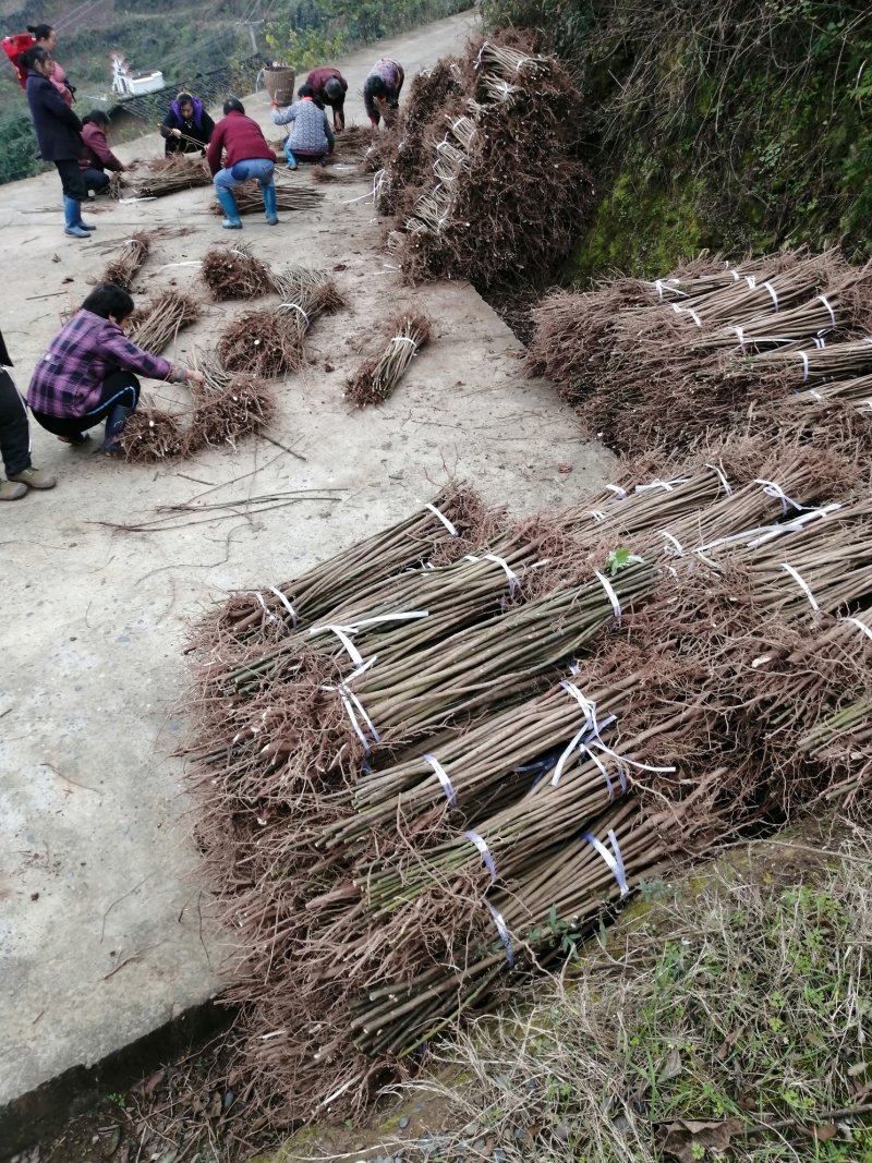 油桐批发采购基地，买油桐苗请选择重庆俊尧专业油桐培育公司