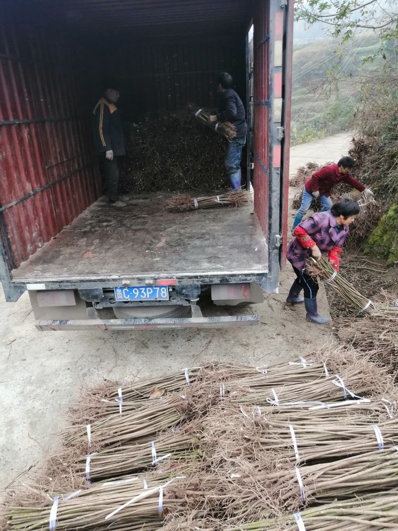 油桐批发采购基地，买油桐苗请选择重庆俊尧专业油桐培育公司