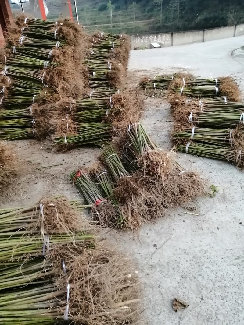 油桐基地常年批发，买油桐苗请选择重庆俊尧专业油桐培育公司