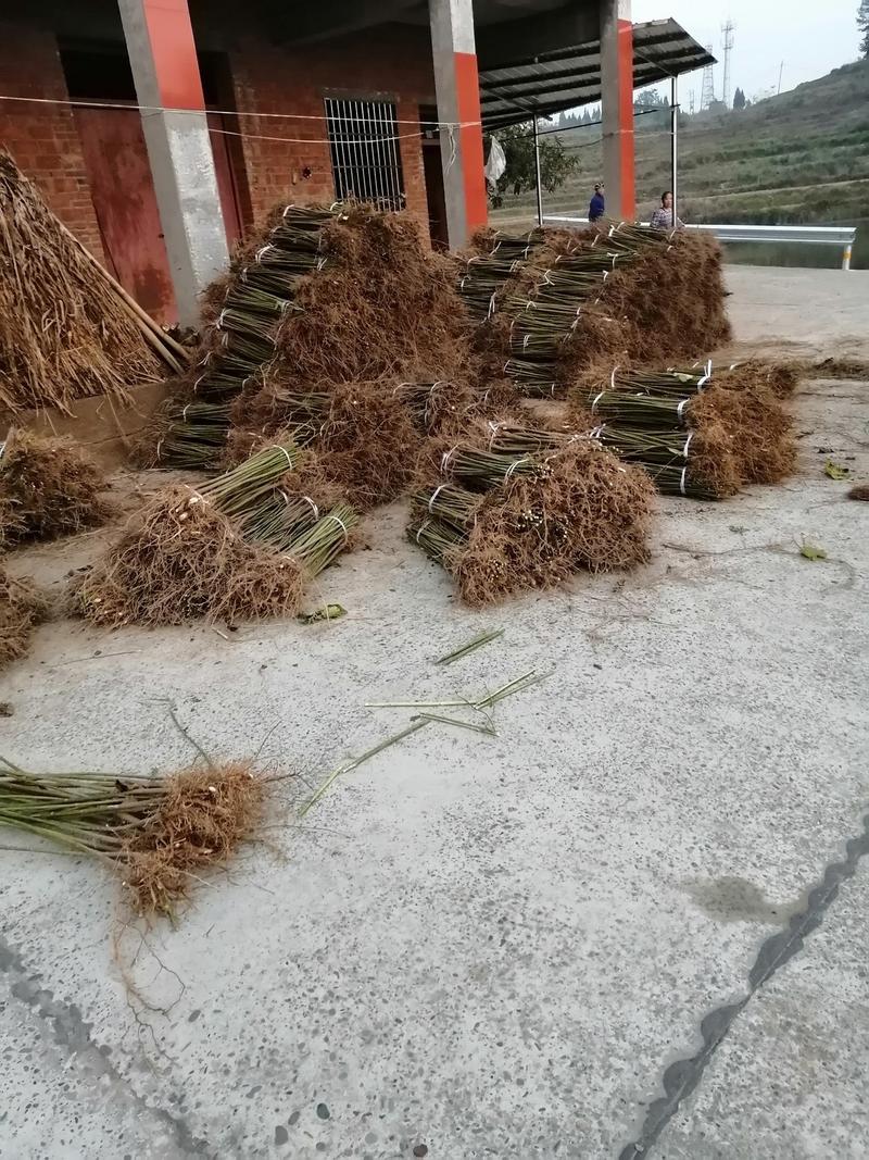 油桐基地常年批发，买油桐苗请选择重庆俊尧专业油桐培育公司
