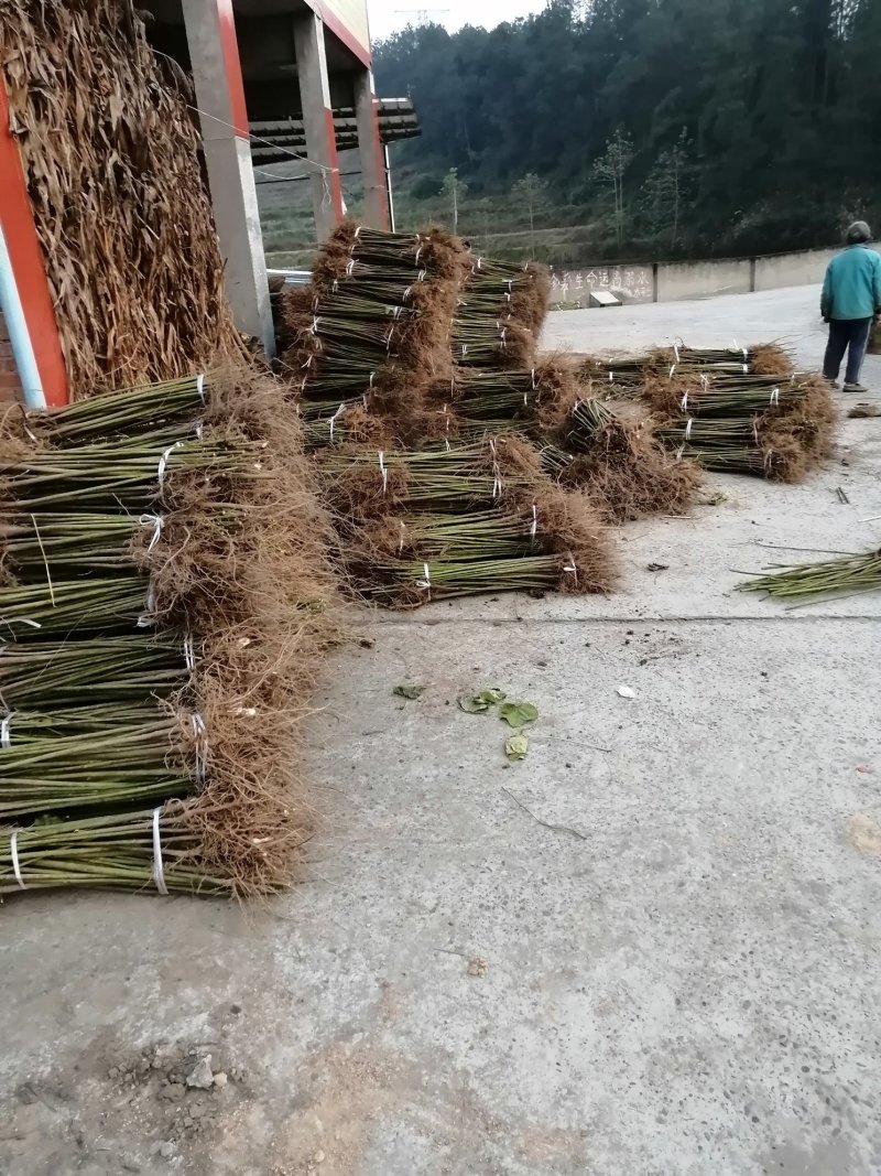 油桐基地常年批发，买油桐苗请选择重庆俊尧专业油桐培育公司
