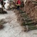 油桐基地常年批发，买油桐苗请选择重庆俊尧专业油桐培育公司