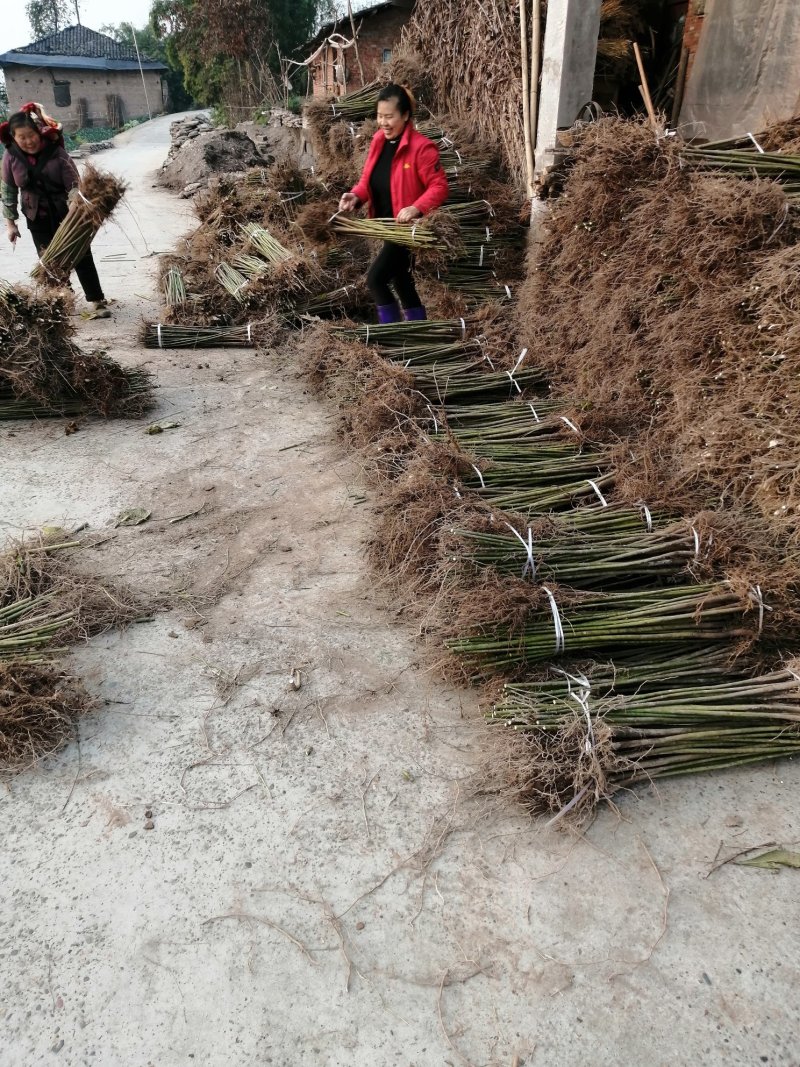 油桐基地常年批发，买油桐苗请选择重庆俊尧专业油桐培育公司