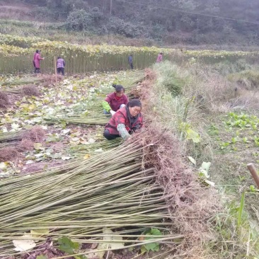 油桐采购批发价格，买油桐苗请选择重庆俊尧专业油桐培育公司