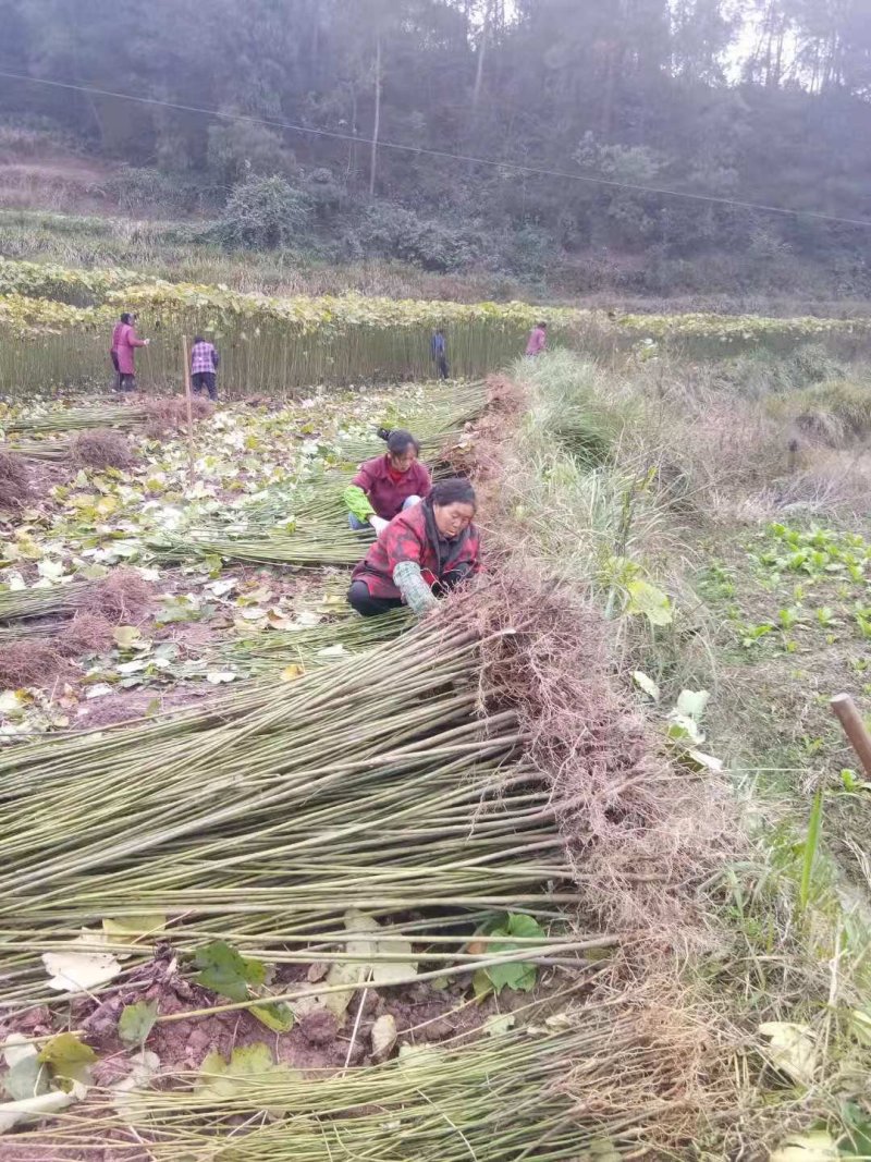 油桐采购批发价格，买油桐苗请选择重庆俊尧专业油桐培育公司