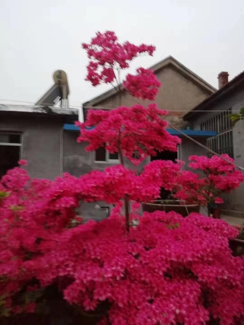 基地映山红