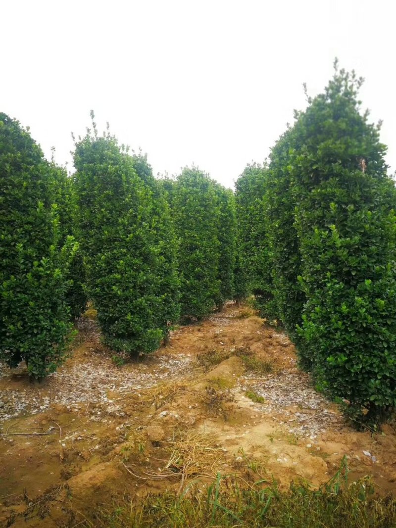 大叶黄杨柱
