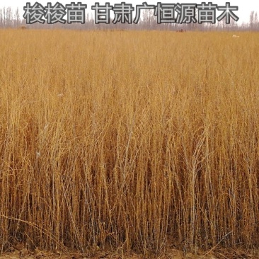 甘肃苗圃一年生30公分以上梭梭树苗