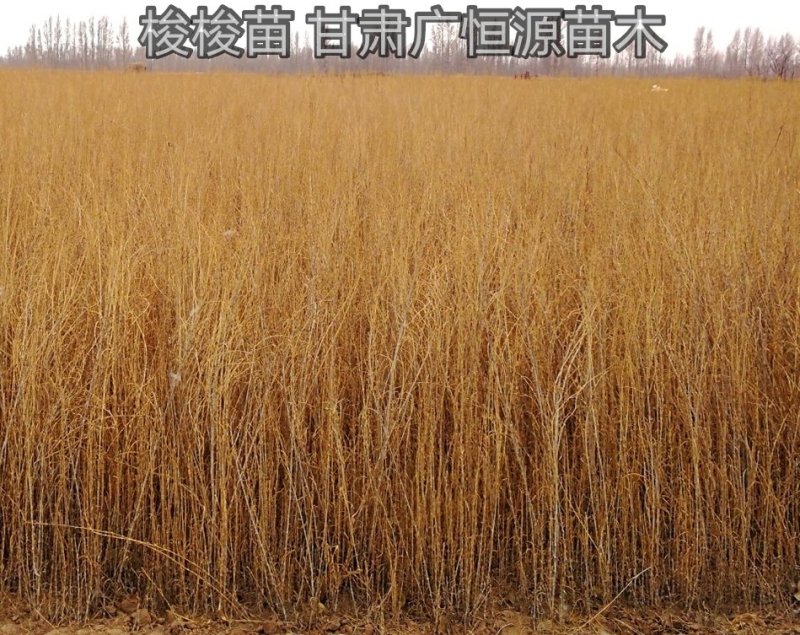甘肃苗圃一年生30公分以上梭梭树苗