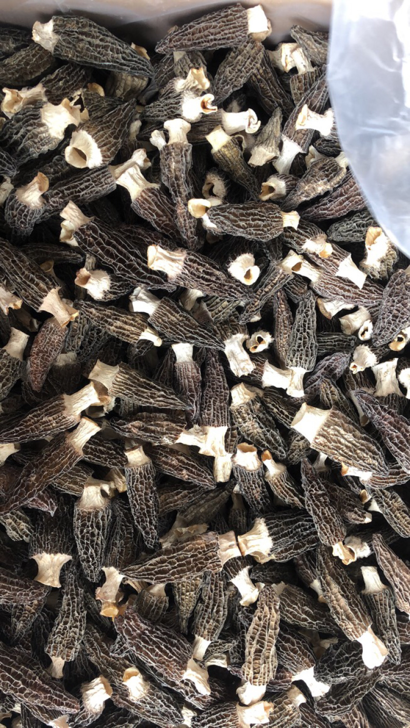 羊肚菌刚出炉干货