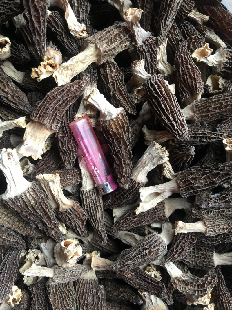 羊肚菌刚出炉干货