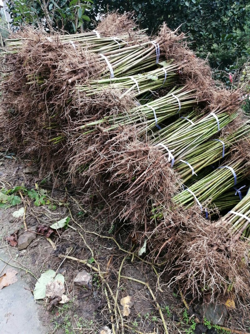 油桐批发采购，买油桐树苗请选择重庆俊尧专业油桐培育公司