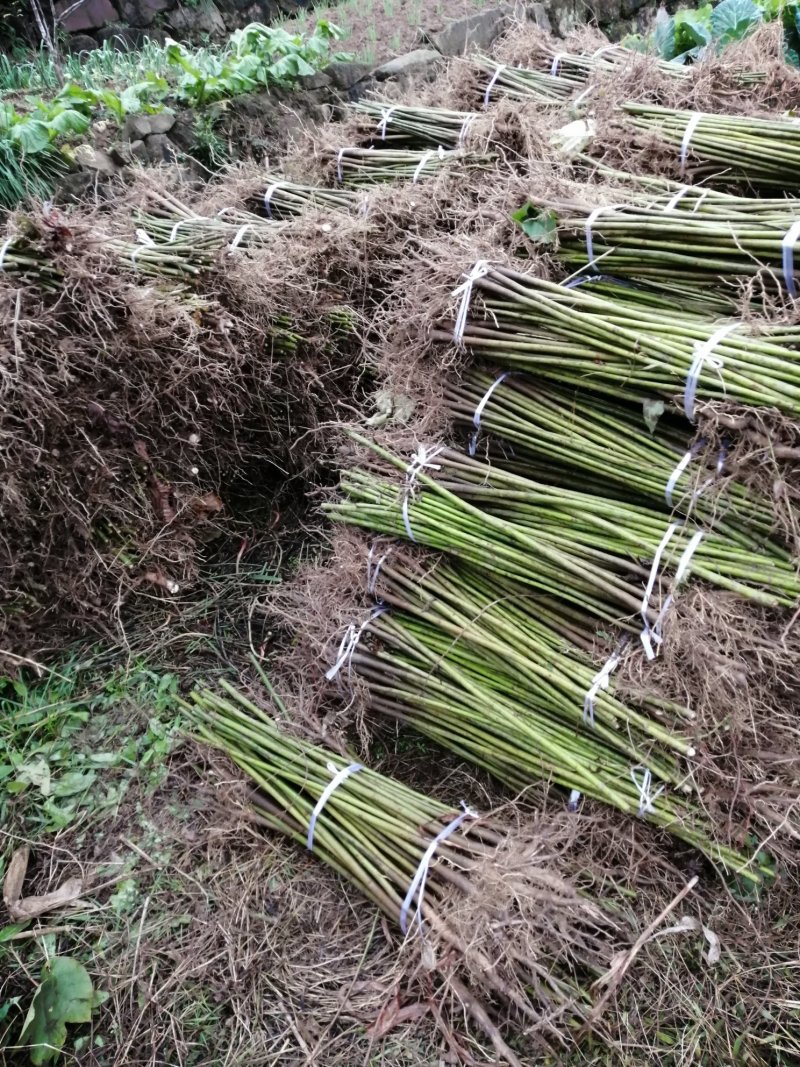 油桐批发采购，买油桐树苗请选择重庆俊尧专业油桐培育公司