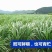 狼尾草种子护坡观赏高产多年生进口牧草种子可货到付款