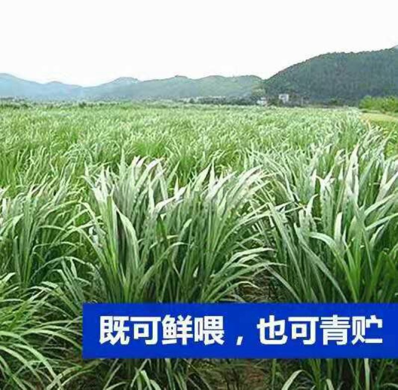 狼尾草种子护坡观赏高产多年生进口牧草种子可货到付款