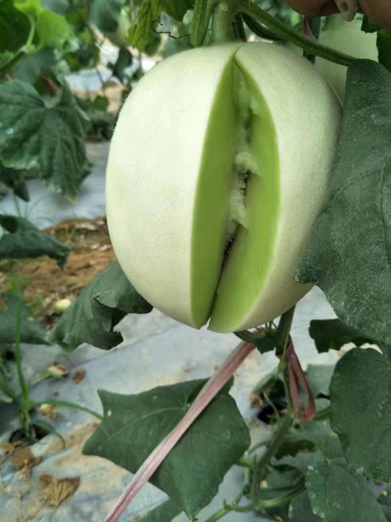 玉菇白雪蜜3斤以上糖分16%以上对接电商平台