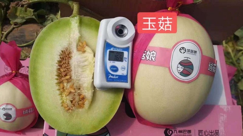 玉菇白雪蜜3斤以上糖分16%以上对接电商平台