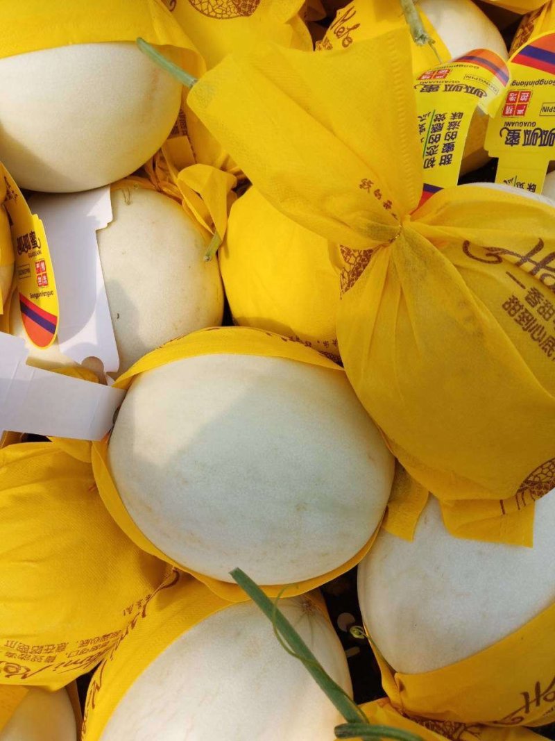 玉菇白雪蜜3斤以上糖分16%以上对接电商平台