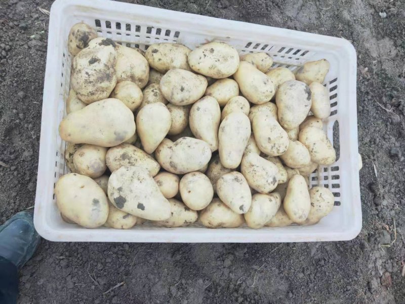 马铃薯，各种规格都能满足，供超市和社区平台