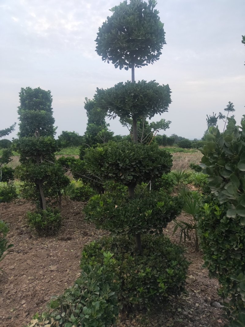黄杨造型