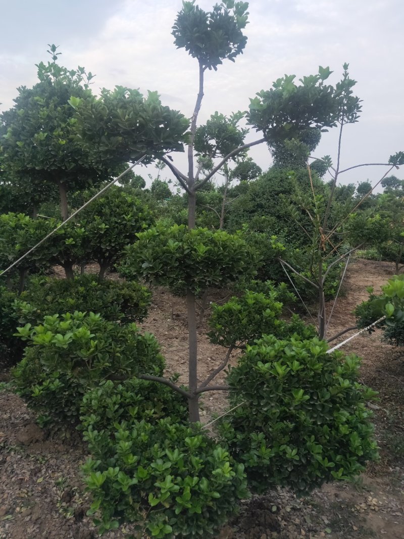 黄杨造型