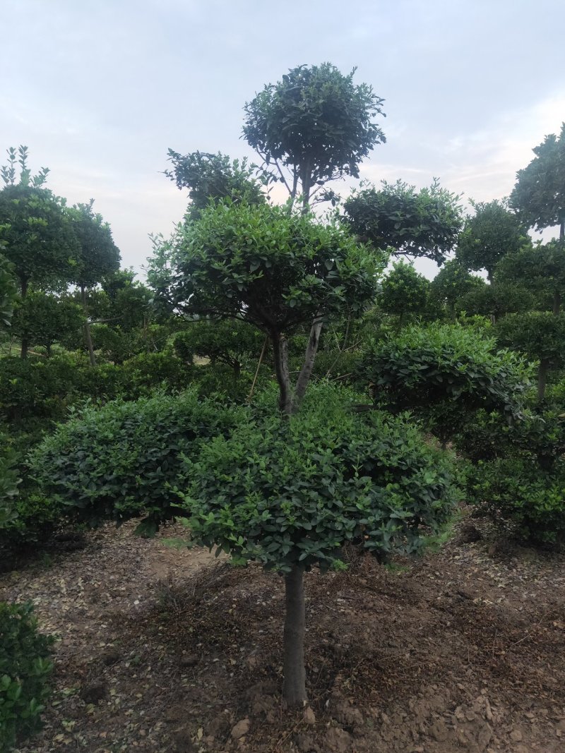 黄杨造型