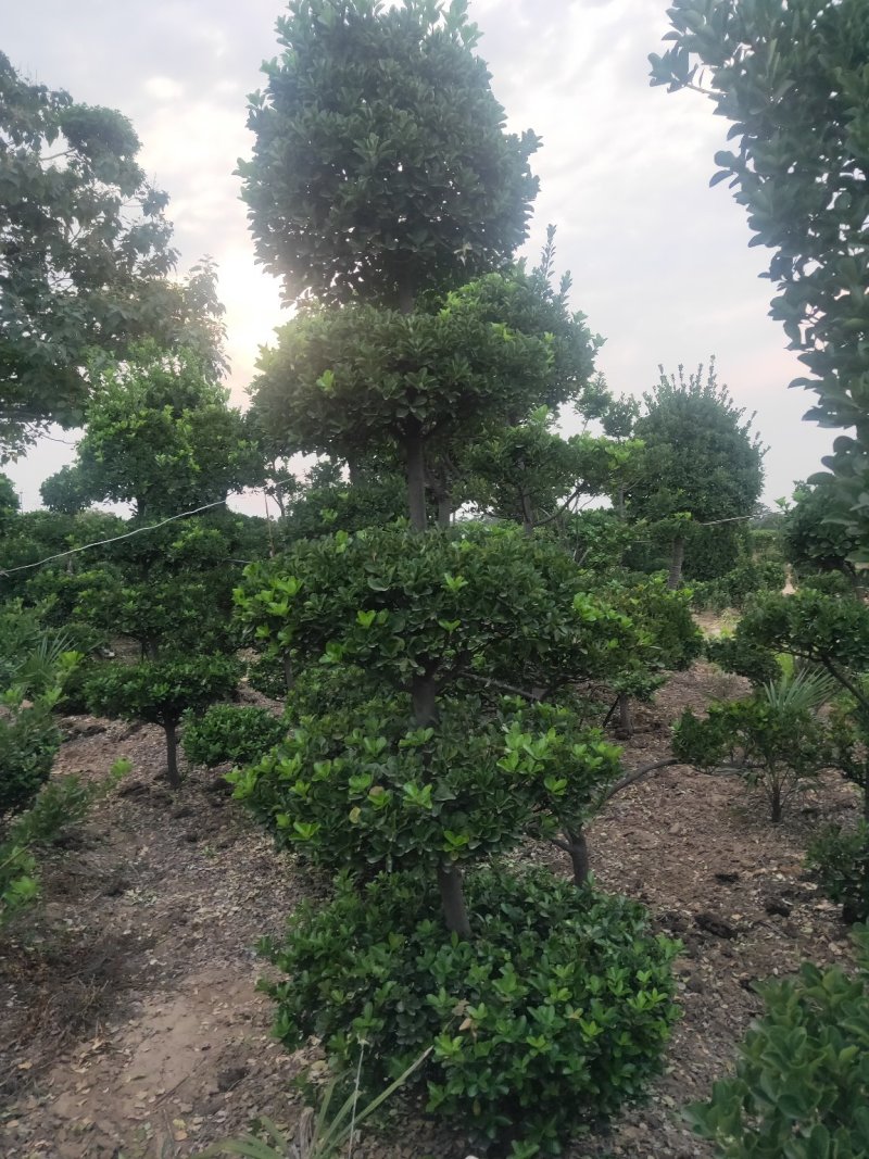 黄杨造型