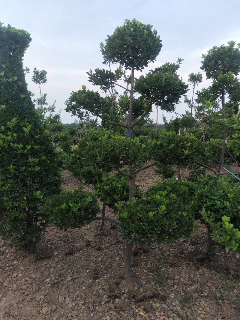 黄杨造型