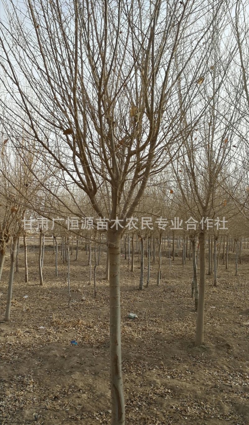 供应圆冠榆1.7米嫁接多年冠甘肃圆冠榆基地