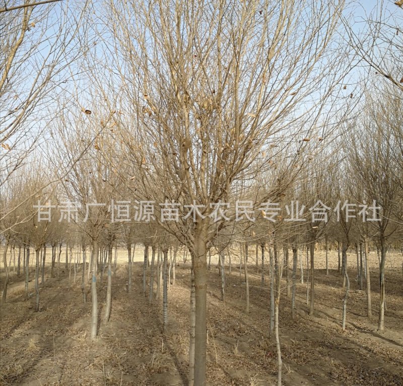 供应圆冠榆1.7米嫁接多年冠甘肃圆冠榆基地