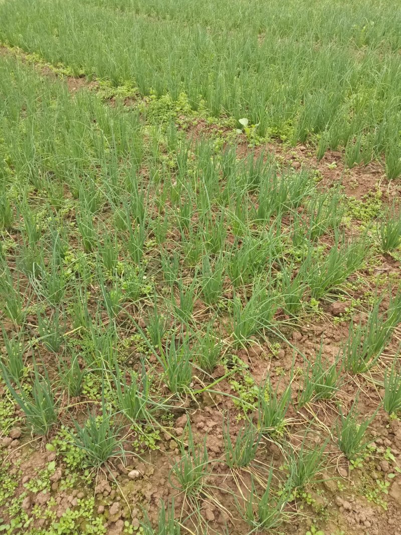 小香葱