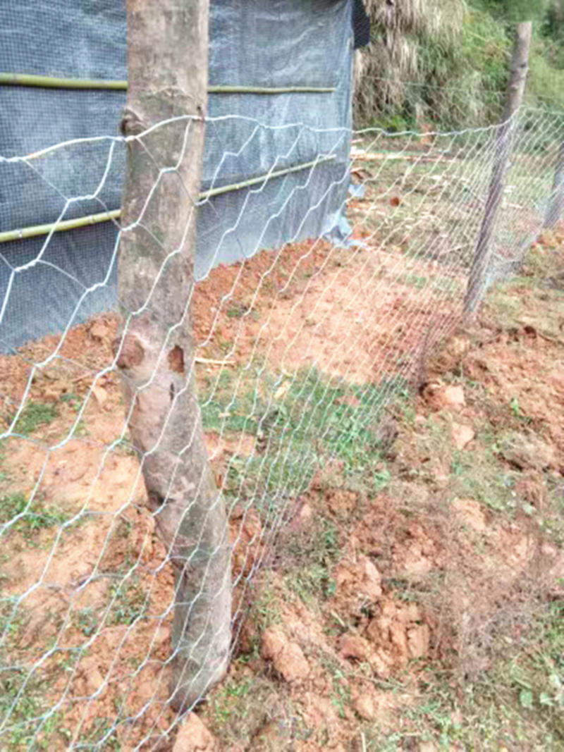 镀锌铁丝网围栏养殖网拧花网圈羊网六级网石笼网箱护堤加粗网