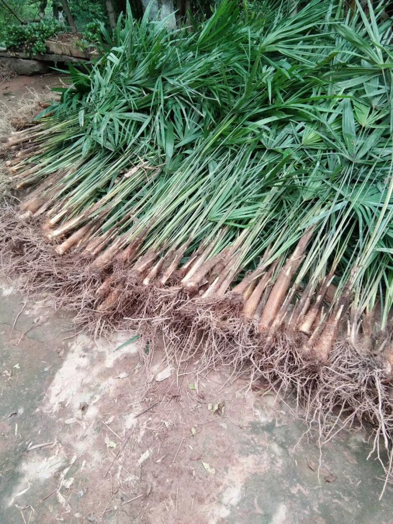 棕树苗棕树小苗棕包树苗棕苞树苗常年供货