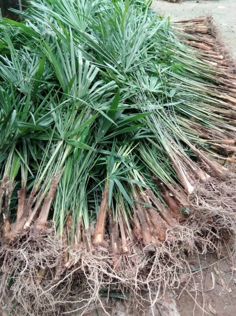 棕树苗棕树小苗棕包树苗棕苞树苗常年供货