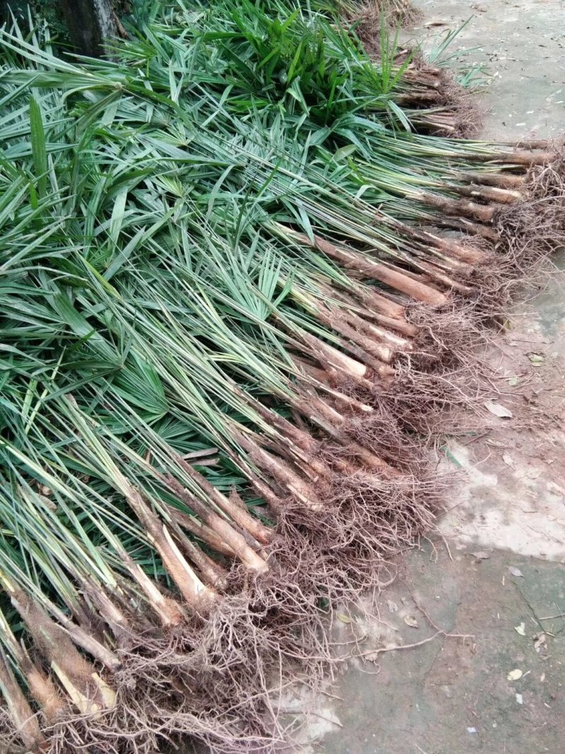 棕树苗棕树小苗棕包树苗棕苞树苗常年供货