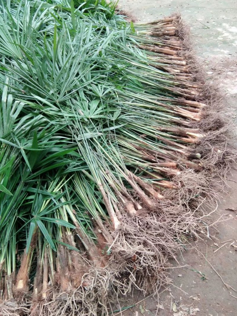棕树苗棕树小苗棕包树苗棕苞树苗常年供货