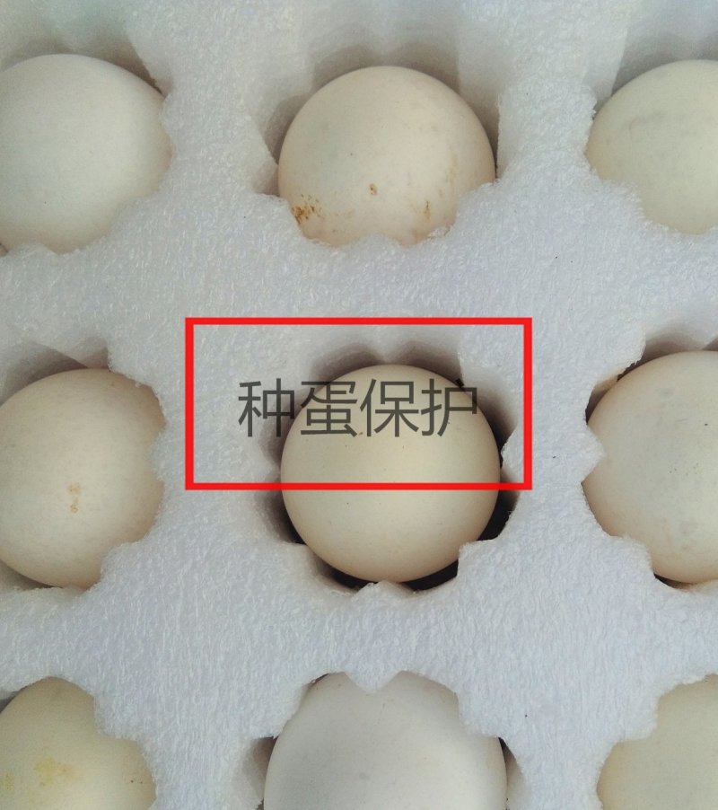 翻毛鸡种蛋观赏宠物翻毛受精蛋10个防震包装顺丰包邮