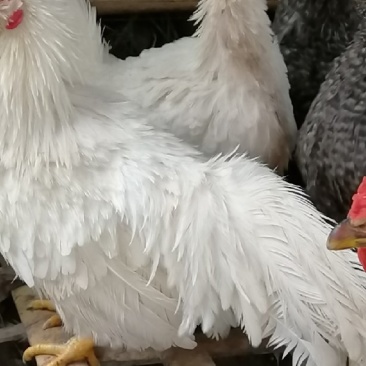 翻毛鸡种蛋观赏宠物翻毛受精蛋10个防震包装顺丰包邮