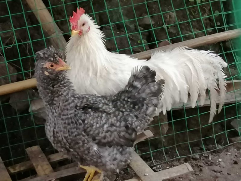 翻毛鸡种蛋观赏宠物翻毛受精蛋10个防震包装顺丰包邮