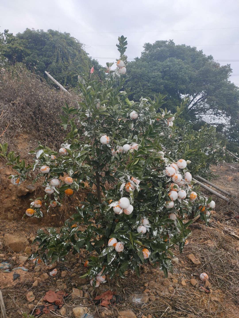 自家茂谷柑现摘现发不保鲜不冷藏送礼盒
