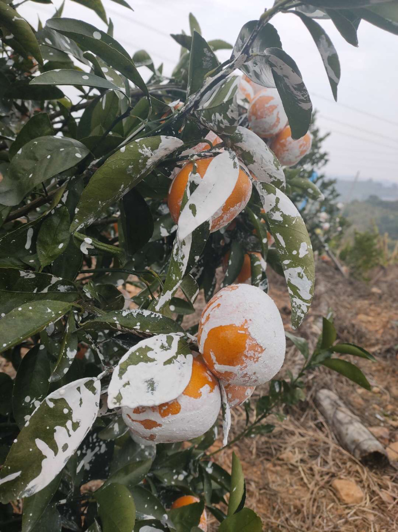 自家茂谷柑现摘现发不保鲜不冷藏送礼盒