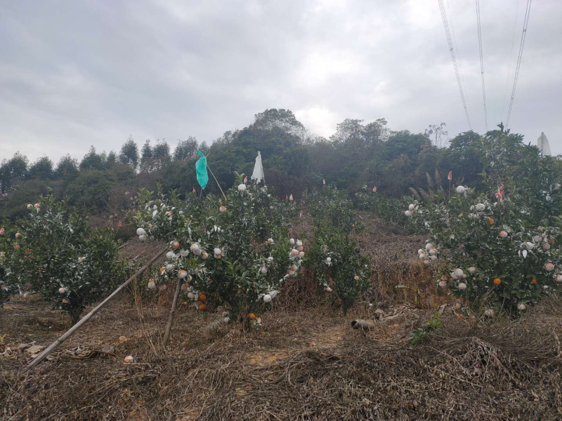自家茂谷柑现摘现发不保鲜不冷藏送礼盒